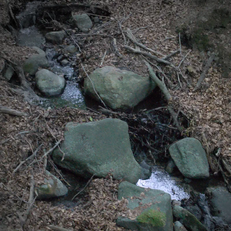 Creek covered in plant litter