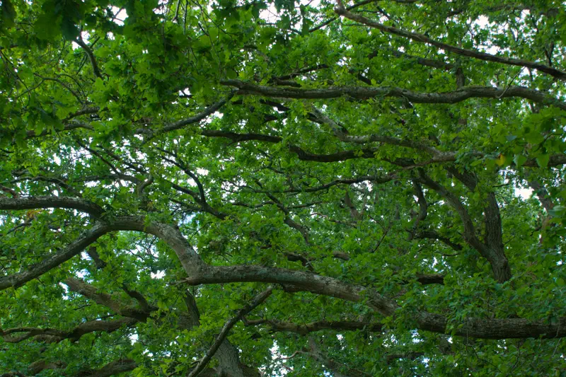 Oak tree branches and leaves